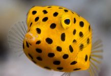 노랑거북복(박스피쉬) – 다이빙 중에 만난 귀여운 물고기