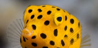 노랑거북복(박스피쉬) – 다이빙 중에 만난 귀여운 물고기