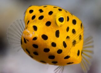 노랑거북복(박스피쉬) – 다이빙 중에 만난 귀여운 물고기