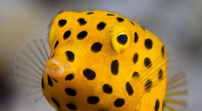 노랑거북복(박스피쉬) – 다이빙 중에 만난 귀여운 물고기