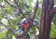 레드 클로드 크랩 – 나무타는 게있게? 올라와보시게!