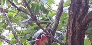 레드 클로드 크랩 – 나무타는 게있게? 올라와보시게!