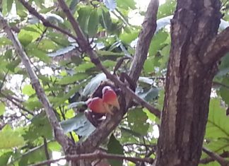 레드 클로드 크랩 – 나무타는 게있게? 올라와보시게!