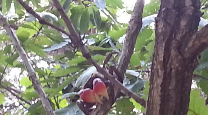 레드 클로드 크랩 – 나무타는 게있게? 올라와보시게!