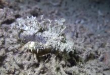 바닷속 외계 생명체의 증거: 데빌 스콜피온피쉬 – 다리달린 물고기 데빌 스콜피온피시의 보호색