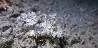 바닷속 외계 생명체의 증거: 데빌 스콜피온피쉬 – 다리달린 물고기 데빌 스콜피온피시의 보호색