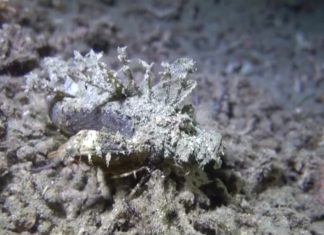 바닷속 외계 생명체의 증거: 데빌 스콜피온피쉬 – 다리달린 물고기 데빌 스콜피온피시의 보호색