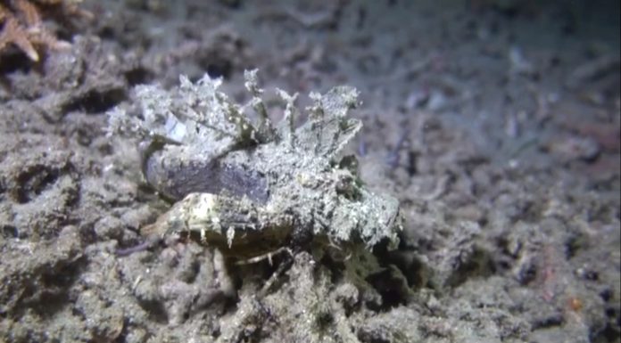 바닷속 외계 생명체의 증거: 데빌 스콜피온피쉬 – 다리달린 물고기 데빌 스콜피온피시의 보호색