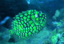 바다에도 파인애플이 산다? – 철갑둥어(파인콘피쉬, 파인애플피쉬) 파인애플처럼 노란색에 문양을 가졌으며 비늘에는 가시가 달려있다