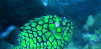 바다에도 파인애플이 산다? – 철갑둥어(파인콘피쉬, 파인애플피쉬) 파인애플처럼 노란색에 문양을 가졌으며 비늘에는 가시가 달려있다