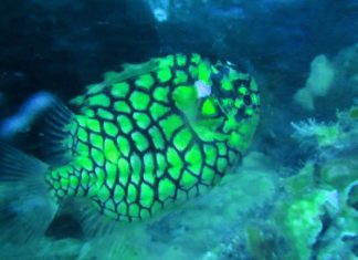 바다에도 파인애플이 산다? – 철갑둥어(파인콘피쉬, 파인애플피쉬) 파인애플처럼 노란색에 문양을 가졌으며 비늘에는 가시가 달려있다