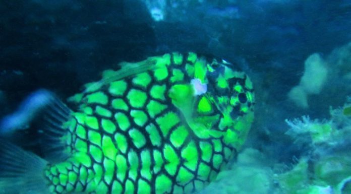 바다에도 파인애플이 산다? – 철갑둥어(파인콘피쉬, 파인애플피쉬) 파인애플처럼 노란색에 문양을 가졌으며 비늘에는 가시가 달려있다
