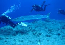 바라쿠다, 성질포악한 바다의 깡패 물고기 – Barracuda 스쿠버 다이버들 사이로 지나가는 바라쿠다 한마리