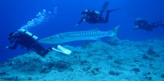 바라쿠다, 성질포악한 바다의 깡패 물고기 – Barracuda 스쿠버 다이버들 사이로 지나가는 바라쿠다 한마리