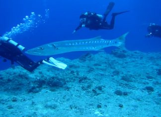 바라쿠다, 성질포악한 바다의 깡패 물고기 – Barracuda 스쿠버 다이버들 사이로 지나가는 바라쿠다 한마리