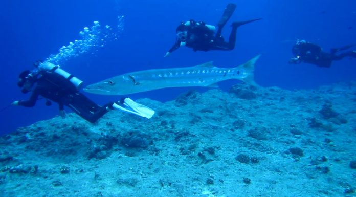 바라쿠다, 성질포악한 바다의 깡패 물고기 – Barracuda 스쿠버 다이버들 사이로 지나가는 바라쿠다 한마리