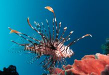 라이언피쉬의 진짜이름 – 점쏠배감펭 (레드 라이언피쉬) 산호초 주변에서 찍힌 점쏠배감펭 옆모습 사진