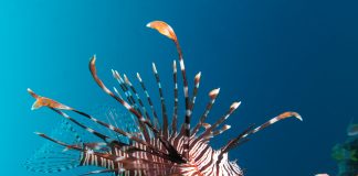 라이언피쉬의 진짜이름 – 점쏠배감펭 (레드 라이언피쉬) 산호초 주변에서 찍힌 점쏠배감펭 옆모습 사진