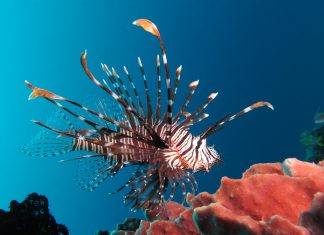 라이언피쉬의 진짜이름 – 점쏠배감펭 (레드 라이언피쉬) 산호초 주변에서 찍힌 점쏠배감펭 옆모습 사진