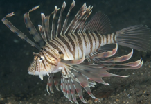 쏠배감펭 – 루나 라이언피시: 대서양의 새로운 골치거리 어종( Luna lionfish) 흑갈색 줄무늬의 쏠배감펭
