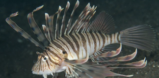 쏠배감펭 – 루나 라이언피시: 대서양의 새로운 골치거리 어종( Luna lionfish) 흑갈색 줄무늬의 쏠배감펭