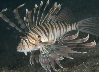 쏠배감펭 – 루나 라이언피시: 대서양의 새로운 골치거리 어종( Luna lionfish) 흑갈색 줄무늬의 쏠배감펭