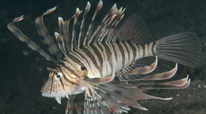 쏠배감펭 – 루나 라이언피시: 대서양의 새로운 골치거리 어종( Luna lionfish) 흑갈색 줄무늬의 쏠배감펭