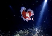 바다의 춤꾼! 스페니쉬 댄서(Spanish dancer) 붉은 색목에 흰색 테두리로 춤추는듯한 연체동물을 후레시로 비추고 있다