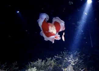 바다의 춤꾼! 스페니쉬 댄서(Spanish dancer) 붉은 색목에 흰색 테두리로 춤추는듯한 연체동물을 후레시로 비추고 있다