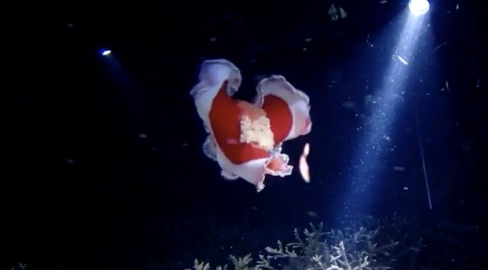 바다의 춤꾼! 스페니쉬 댄서(Spanish dancer) 붉은 색목에 흰색 테두리로 춤추는듯한 연체동물을 후레시로 비추고 있다