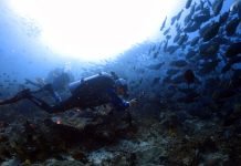 필리핀 투바타하 리프 리브어보드 정보(Tubbataha Reefs)