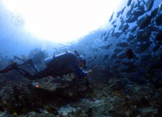 필리핀 투바타하 리프 리브어보드 정보(Tubbataha Reefs)