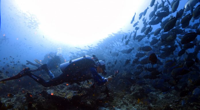 필리핀 투바타하 리프 리브어보드 정보(Tubbataha Reefs)