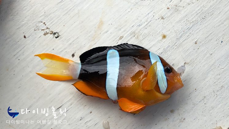 오렌지색과 검은색 투톤 배경에 흰 줄무늬를 가진 흰동가리아과 물고기