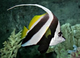 쌍둥이를 가진 두동가리돔 (Pennant coralfish 물고기 도감) 두동가리돔 옆모습