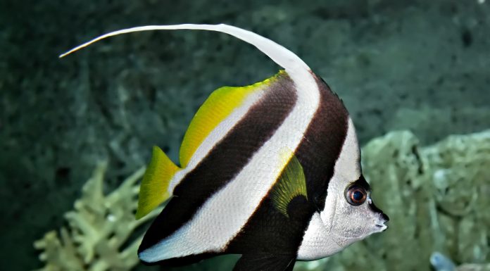 쌍둥이를 가진 두동가리돔 (Pennant coralfish 물고기 도감) 두동가리돔 옆모습