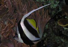 스쿨링 배너피쉬, 나는 가짜 깃대돔 – Schooling bannerfish 어류도감