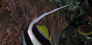 스쿨링 배너피쉬, 나는 가짜 깃대돔 – Schooling bannerfish 어류도감