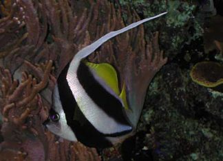 스쿨링 배너피쉬, 나는 가짜 깃대돔 – Schooling bannerfish 어류도감