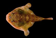 아귀 – 바다속 위장술에 능한 낚시꾼 물고기(블랙마우스 앵글러피쉬) 아귀를 위에서 본모습