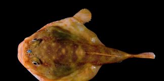 아귀 – 바다속 위장술에 능한 낚시꾼 물고기(블랙마우스 앵글러피쉬) 아귀를 위에서 본모습