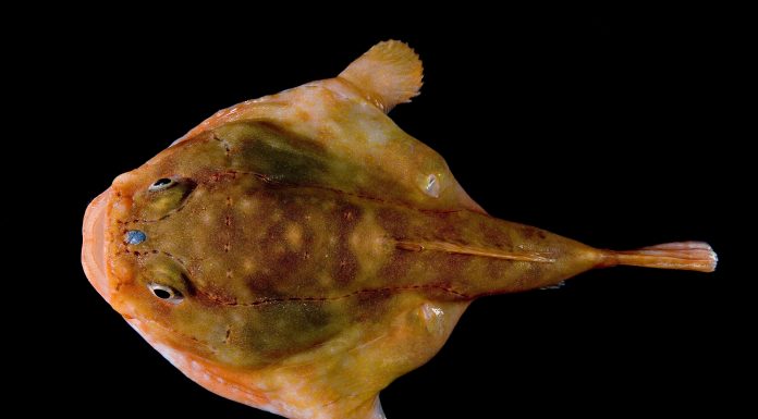 아귀 – 바다속 위장술에 능한 낚시꾼 물고기(블랙마우스 앵글러피쉬) 아귀를 위에서 본모습