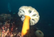 섬유세닐말미잘 – 동해안 한겨울의 바닷속을 눈꽃송이로 덮다. 노란기둥에 하얀 촉수를 활짝 편 섬유세닐 말미잘의 옆모습