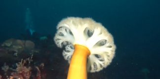 섬유세닐말미잘 – 동해안 한겨울의 바닷속을 눈꽃송이로 덮다. 노란기둥에 하얀 촉수를 활짝 편 섬유세닐 말미잘의 옆모습