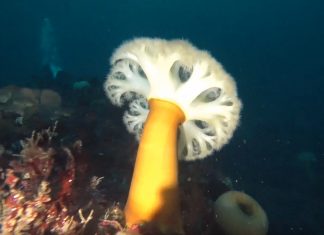 섬유세닐말미잘 – 동해안 한겨울의 바닷속을 눈꽃송이로 덮다. 노란기둥에 하얀 촉수를 활짝 편 섬유세닐 말미잘의 옆모습