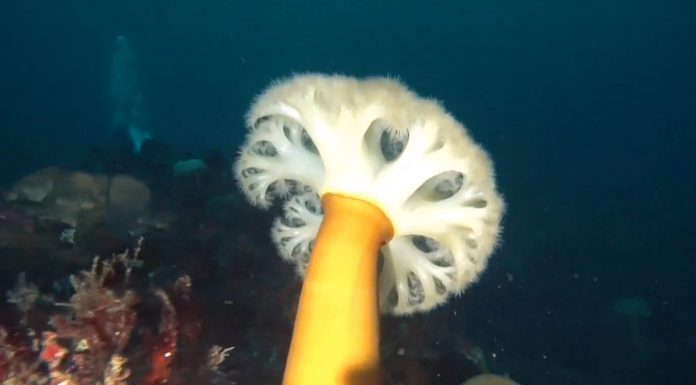 섬유세닐말미잘 – 동해안 한겨울의 바닷속을 눈꽃송이로 덮다. 노란기둥에 하얀 촉수를 활짝 편 섬유세닐 말미잘의 옆모습