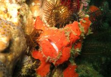 물고기가 이렇게 생겨도 되나? 개구리같은 프로그 피쉬(Frog fish) 주황색에 가까운 산호처럼 보이는 앵글러 프로그피쉬