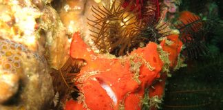 물고기가 이렇게 생겨도 되나? 개구리같은 프로그 피쉬(Frog fish) 주황색에 가까운 산호처럼 보이는 앵글러 프로그피쉬