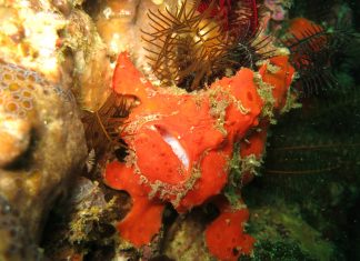 물고기가 이렇게 생겨도 되나? 개구리같은 프로그 피쉬(Frog fish) 주황색에 가까운 산호처럼 보이는 앵글러 프로그피쉬