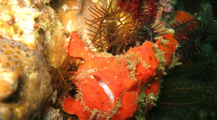 물고기가 이렇게 생겨도 되나? 개구리같은 프로그 피쉬(Frog fish) 주황색에 가까운 산호처럼 보이는 앵글러 프로그피쉬